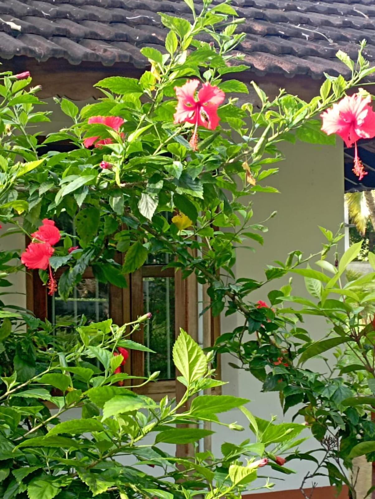 Gramam Homestay, Cochin Kochi Exterior photo